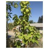 10 Gallon Yellow Leafed (on purpose) Catalpa