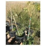 C-Grade Purple Leafed Acacia Five Gallons