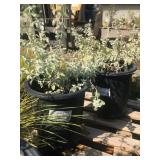 Lot of 5 Gallon Wooly Butterfly Bush