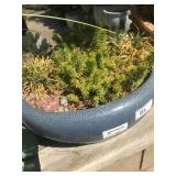Planted Low Blue Bowl