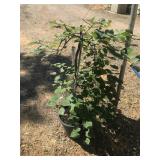 5 Gallon Ruby Falls Dark Leaf Weeping Red Bud with