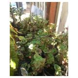 (10) One Gallon Hottuynia Spreading Plant