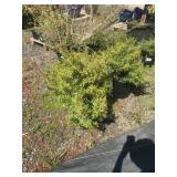 (3) Five Gallon Grevillea Poorinda Leanne Evergree