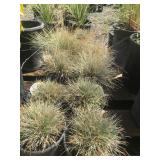 (11) One Gallon Blue Fesuce Grasses