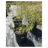 (3) Five Gallon Cistus Skanbergii Rockrose