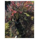 Group of Barberry