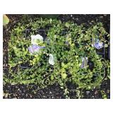 (13) Vinca Minor Six Packs