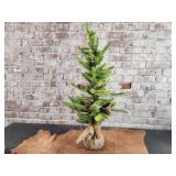 36" Pinecone/Evergreen Tree