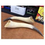 Pair of Long Horns