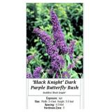 4 Fragrant Purple Butterfly Bush Plants