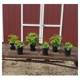 6 Heritage Everbeating Red Raspberry Plants