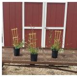 3 Red Honeysuckle Vine Plants