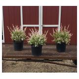 3 Dappled Willow Japanese Plants