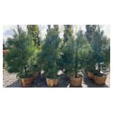 White Pine Approx. 7