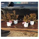 4 Wine & Roses Weigelia Plants