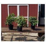 3 Rosy Lavender Rhododendron Plants