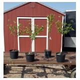 4 Contender Peach Trees