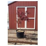 Weeping Red Dragon Japanese Maple Tree