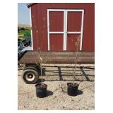 2 Pink Kousa Dogwood Trees