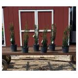 6 Sky Pencil Japanese Holly Plants