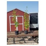 2 White Dogwood Kousa Trees