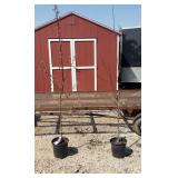 2 Violet-Red Profusion Crabapple Tree