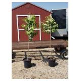 2 Snowball Viburnum Trees
