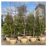 Jap. White Spire Birch