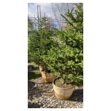 Black Hill Spruce Approx.6