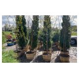 Canow Birch Approx. 12