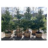 Serbian Spruce 1approx. 7