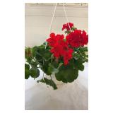 Calliope Large Scarlet Fire 10" Hanging Basket