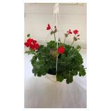 Calliope Large Scarlet Fire 10" Hanging Basket
