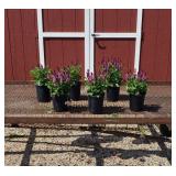 6 Rose Marvel Saliva Sage Plants