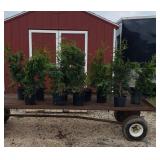 10 Giant Green Arborvitae Plants