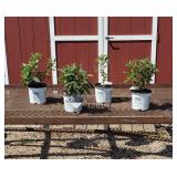 4 Dwarf Purple Haze Butterfly Bush Plants