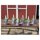 6 Fragrant Super Blue Lavender Plants
