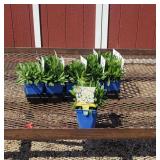 10 Dwarf White Snow Lady Shasta Daisy Plants