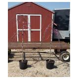 2 Weeping Redbud Ruby Falls Trees
