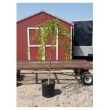 Weeping Pink Japanese Cherry Tree