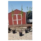 3 Red Sunset Fall Red Maple Trees