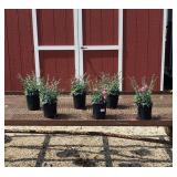 6 Sugar Plum Pink Biocolor Dianthus Plants