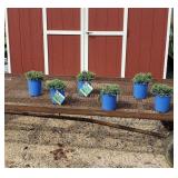 6 Dwarf Star Juniper Blue Trees
