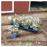 9 Blue Mountain Pinks Creping Phlox