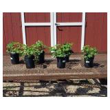 6 Purple and White Winky Columbine Plants