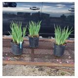 3 Blue Cape Cod Boys Siberian Iris Plants