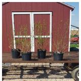 4 Pink Minerva Rose of Sharon Lavender Plants