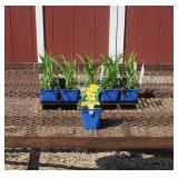 10 Yellow Rebloomer Daylily Plants