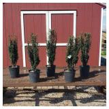 5 Sky Pencil Japanese Holly Plants