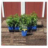 10 Veronica Blue Speedwell Plants